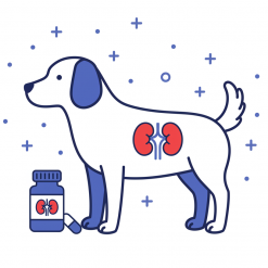 Болезни почек